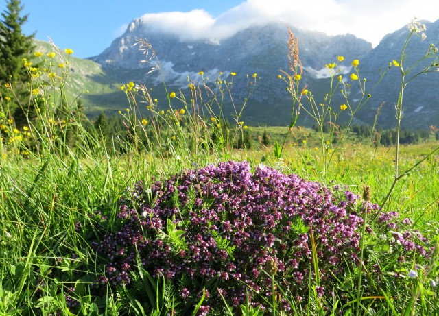 Spik hude police  16.06.2018 - foto