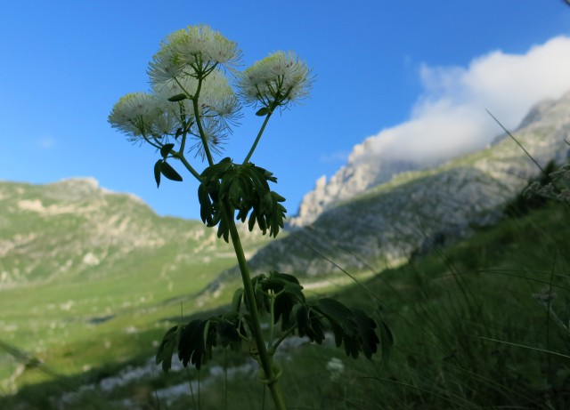Spik hude police  16.06.2018 - foto