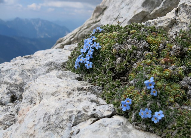 Spik hude police  16.06.2018 - foto
