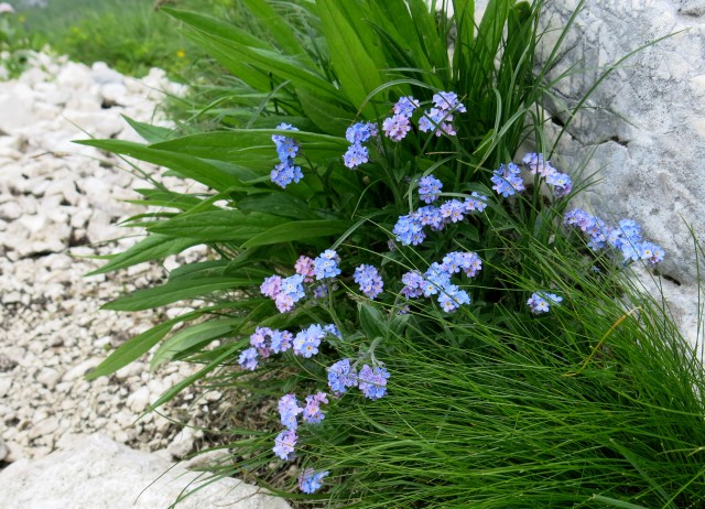 Spik hude police  16.06.2018 - foto
