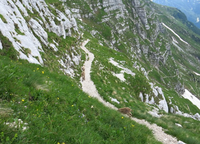 Spik hude police  16.06.2018 - foto
