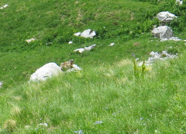 Spik hude police  16.06.2018 - foto