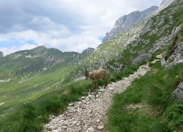 Spik hude police  16.06.2018 - foto