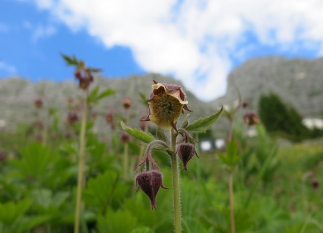 Spik hude police  16.06.2018 - foto