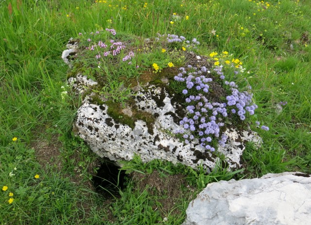 Spik hude police  16.06.2018 - foto