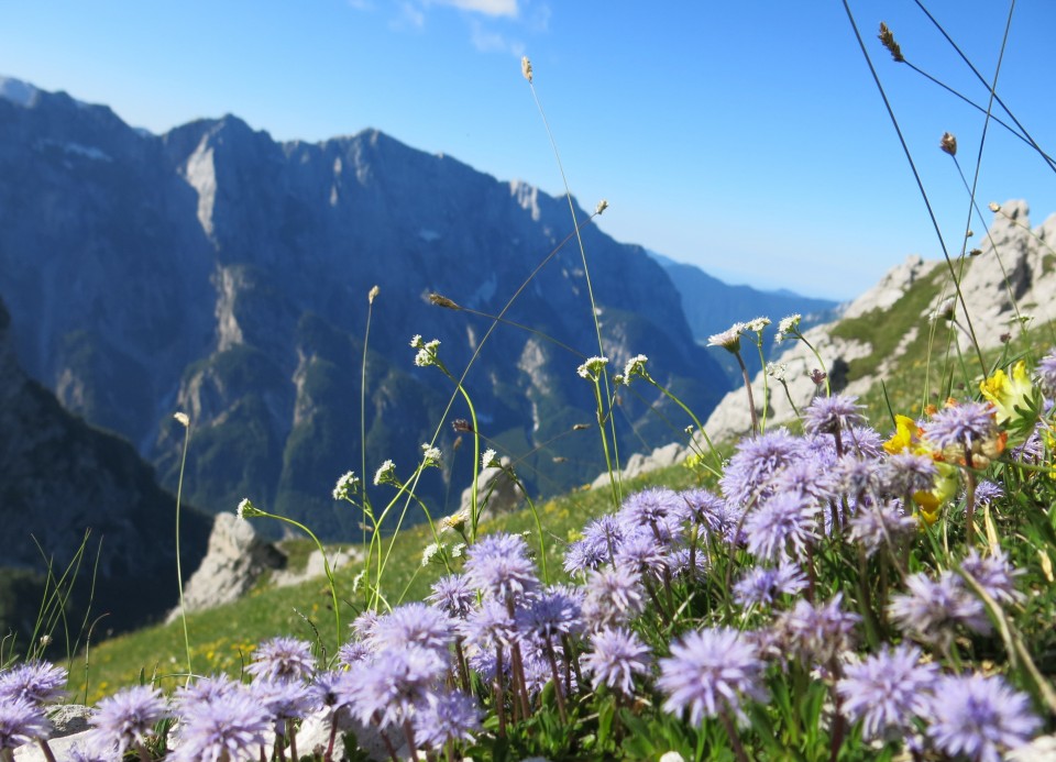 Skala in Male špice  19.06.2018 - foto povečava