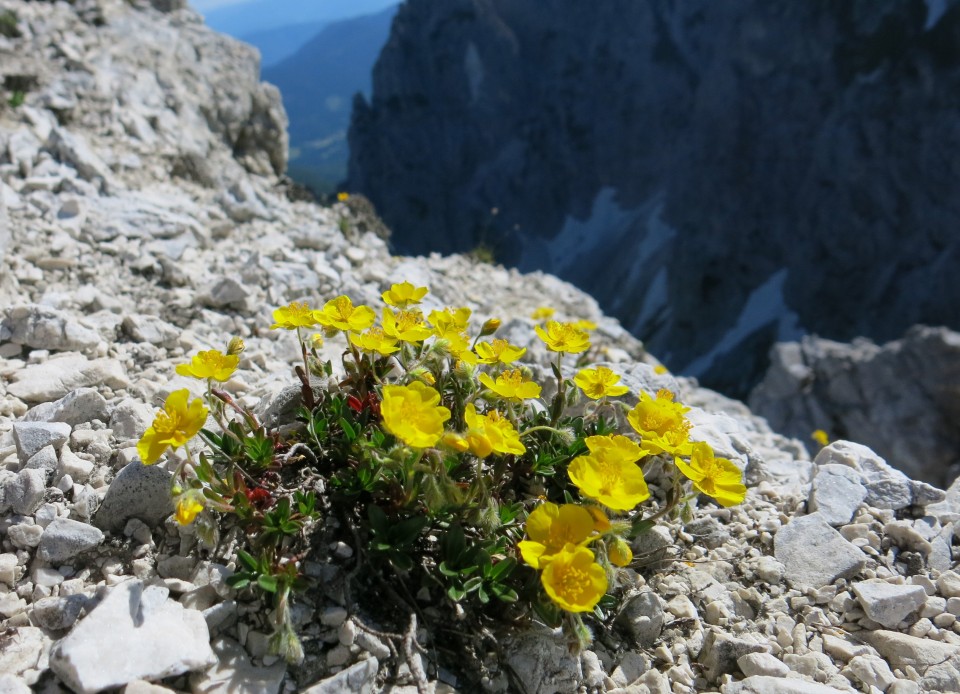 Skala in Male špice  19.06.2018 - foto povečava