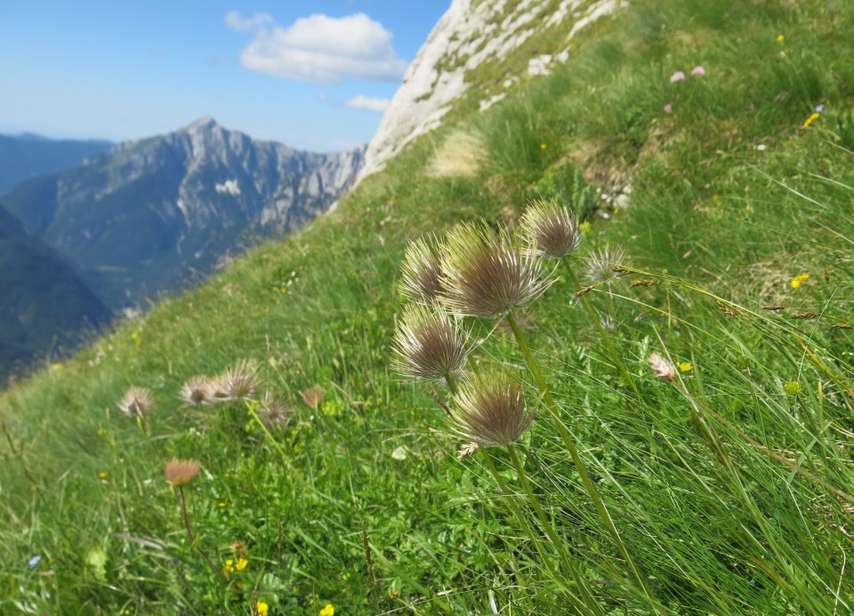 Skala in Male špice  19.06.2018 - foto povečava