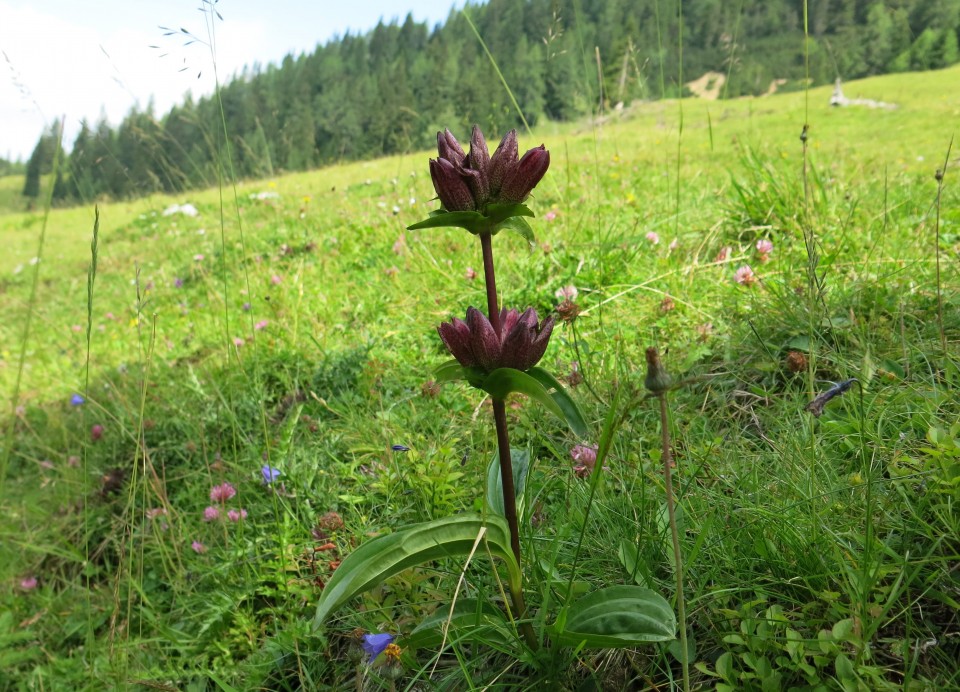 Ljubeljska Baba  21.07.2018 - foto povečava