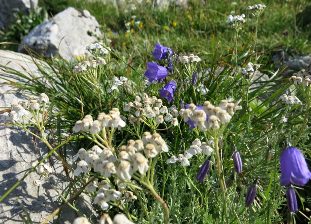 Po poti Leva ... 25.07.2018 - foto