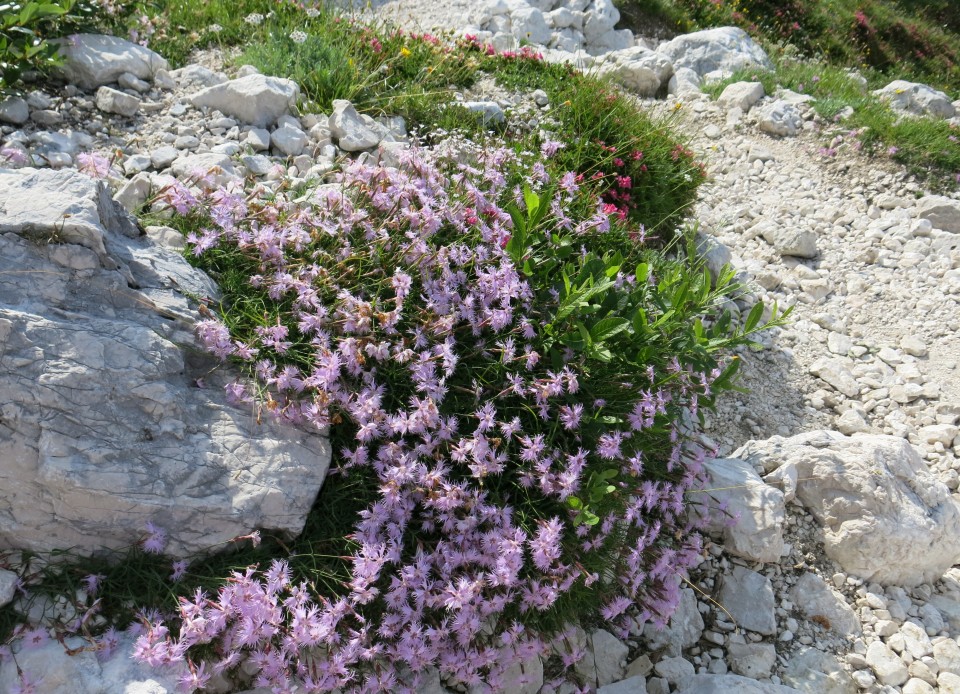 Po poti Leva ... 25.07.2018 - foto povečava