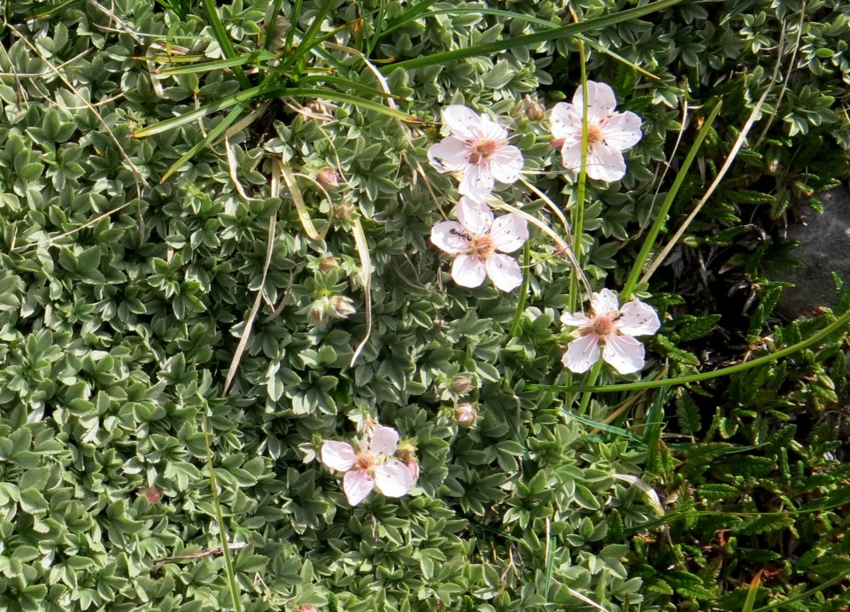 Iz Krnice proti Špiku  04.08.2018 - foto povečava