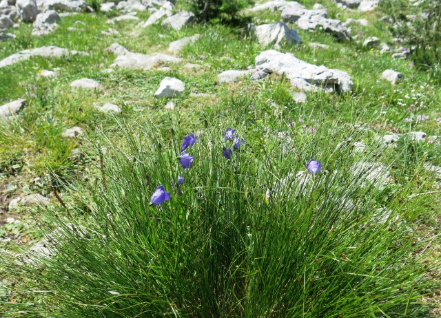 Iz Krnice proti Špiku  04.08.2018 - foto