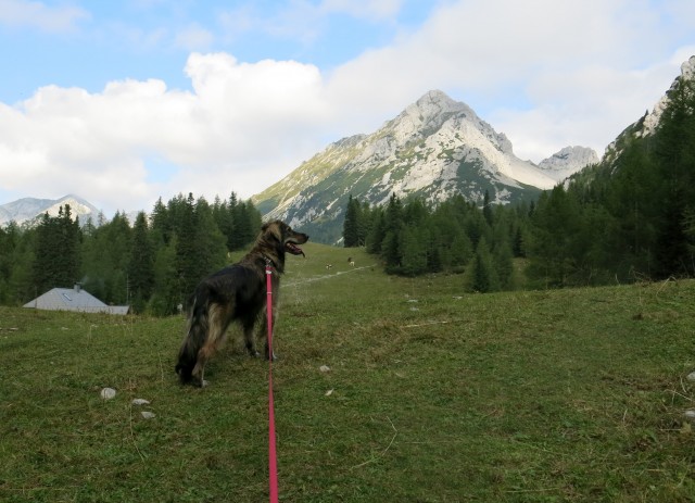 S Silvo v Suho rušje   27.08.2018 - foto