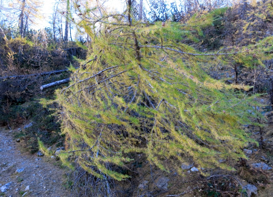 PP Planica - Tamar  24.10.2018 - foto povečava