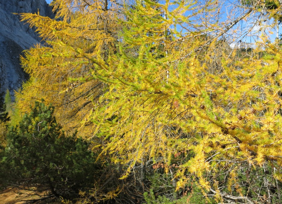 PP Planica - Tamar  24.10.2018 - foto povečava