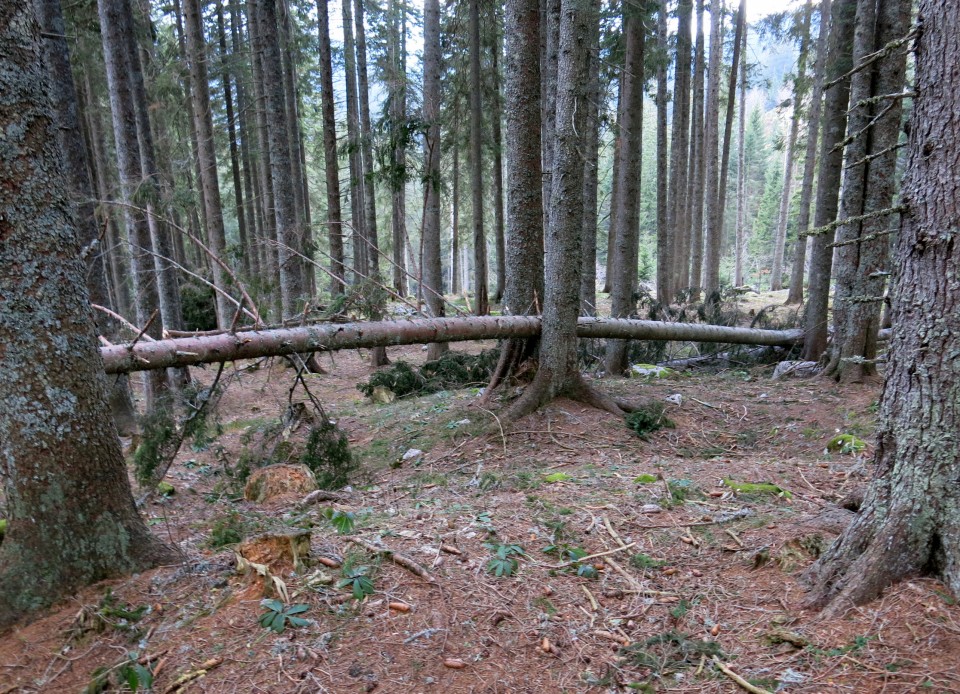 Debela peč  18.11.2018 - foto povečava