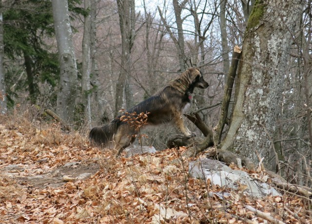 Lubnik  16.01.2019 - foto