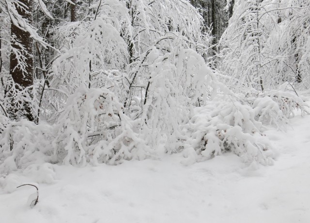 Lubnik iz breznce    20.01.2019 - foto