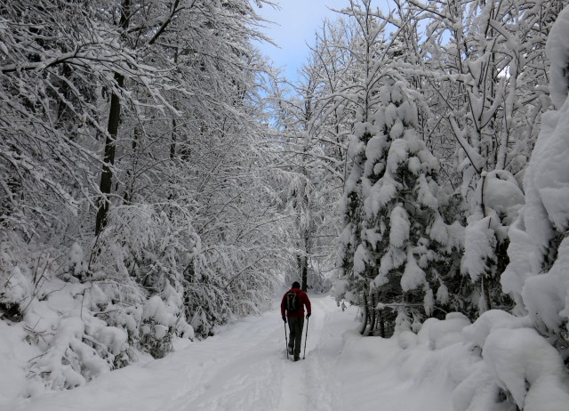 Lubnik iz breznce    20.01.2019 - foto