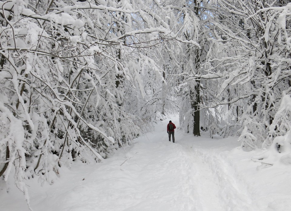 Lubnik iz breznce    20.01.2019 - foto povečava