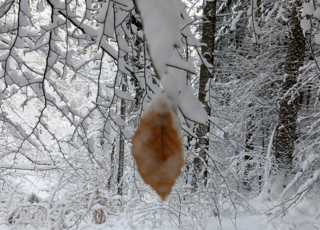 Lubnik iz breznce    20.01.2019 - foto