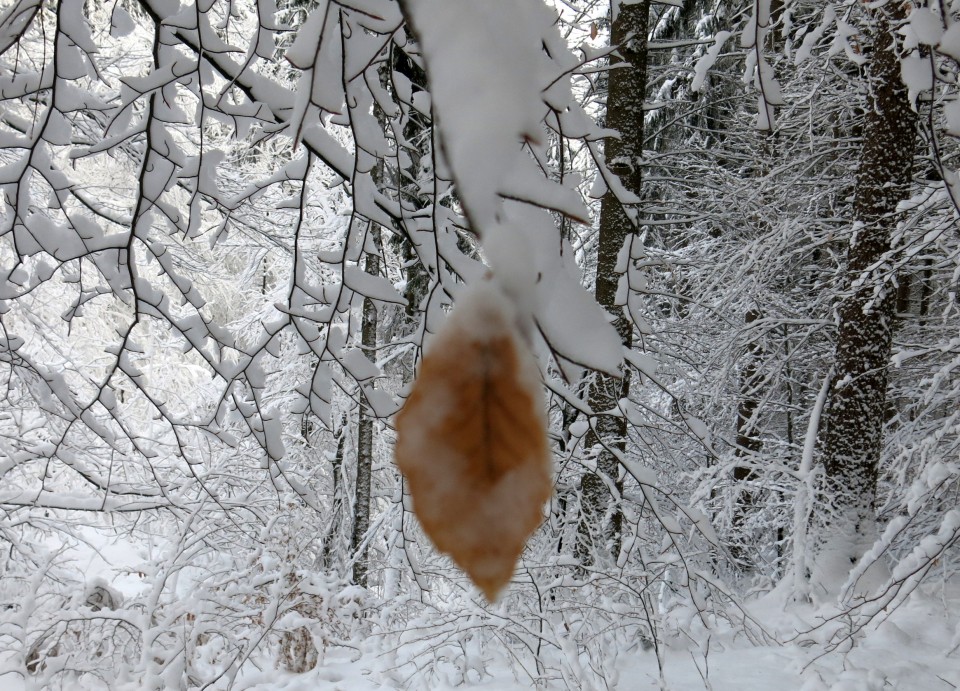 Lubnik iz breznce    20.01.2019 - foto povečava