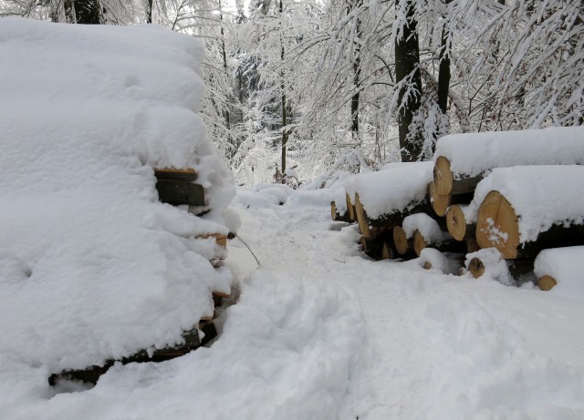 Lubnik iz breznce    20.01.2019 - foto