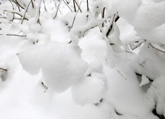 Lubnik iz breznce    20.01.2019 - foto