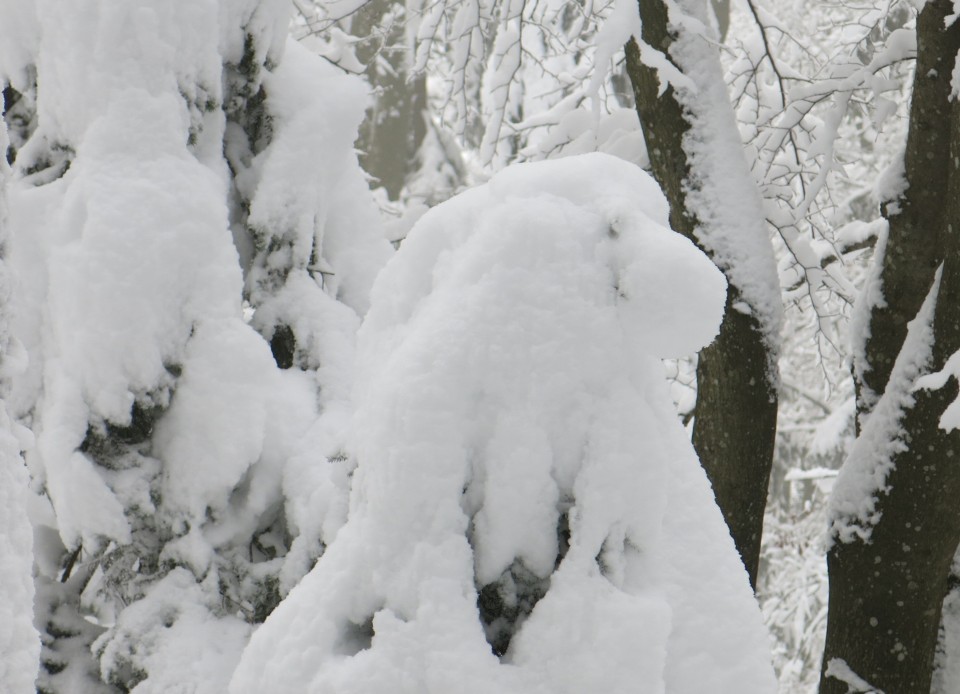 Lubnik iz breznce    20.01.2019 - foto povečava