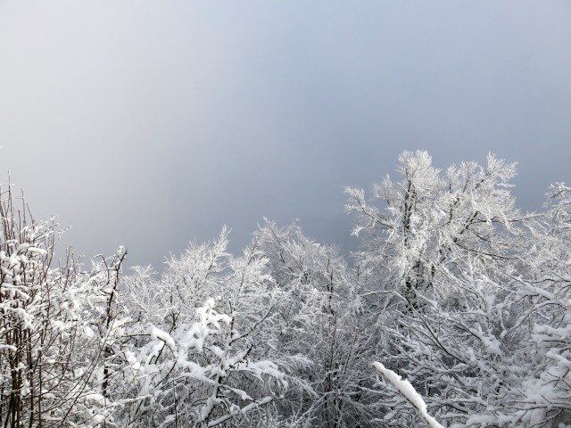 Lubnik iz breznce    20.01.2019 - foto