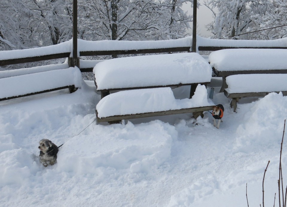 Lubnik iz breznce    20.01.2019 - foto povečava