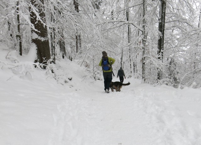 Lubnik iz breznce    20.01.2019 - foto