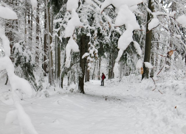 Lubnik iz breznce    20.01.2019 - foto