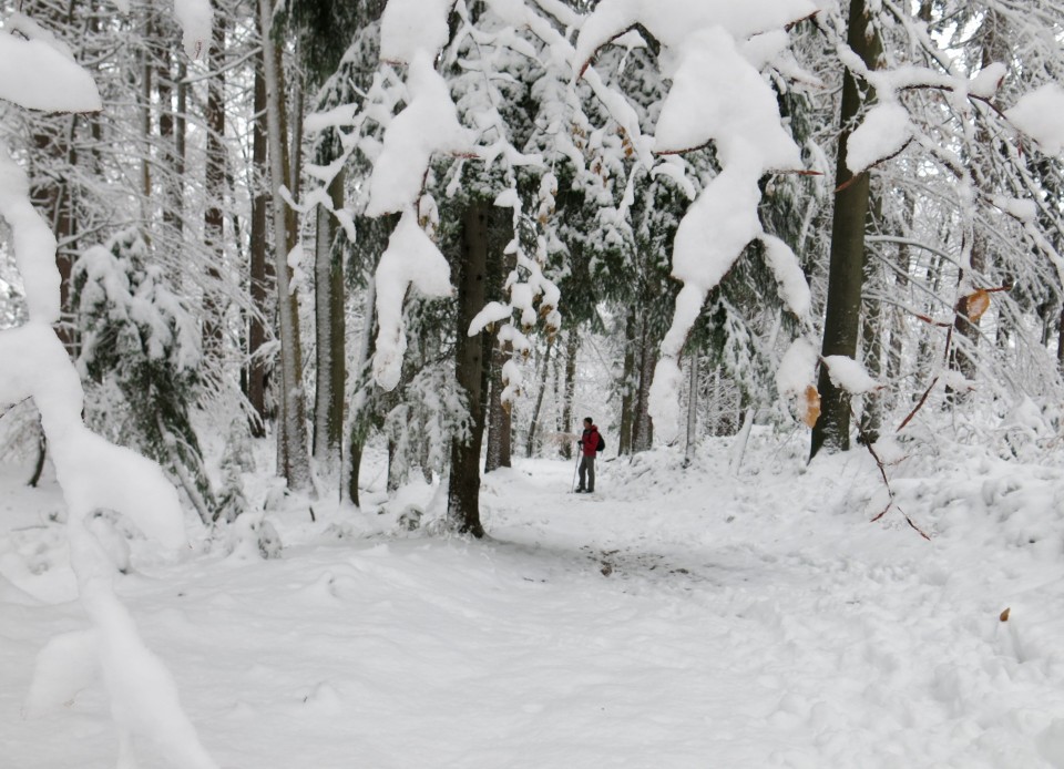 Lubnik iz breznce    20.01.2019 - foto povečava