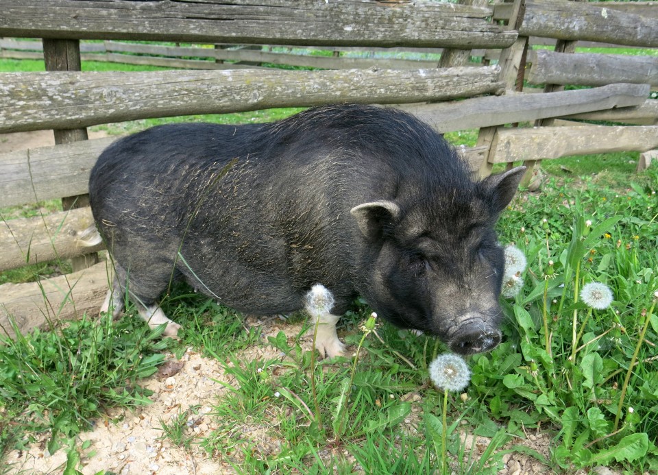 Na Hribcu 02.05.2018 - foto povečava