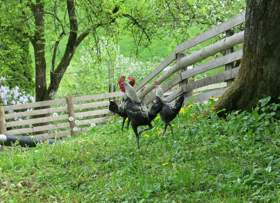 Na Hribcu 02.05.2018 - foto povečava