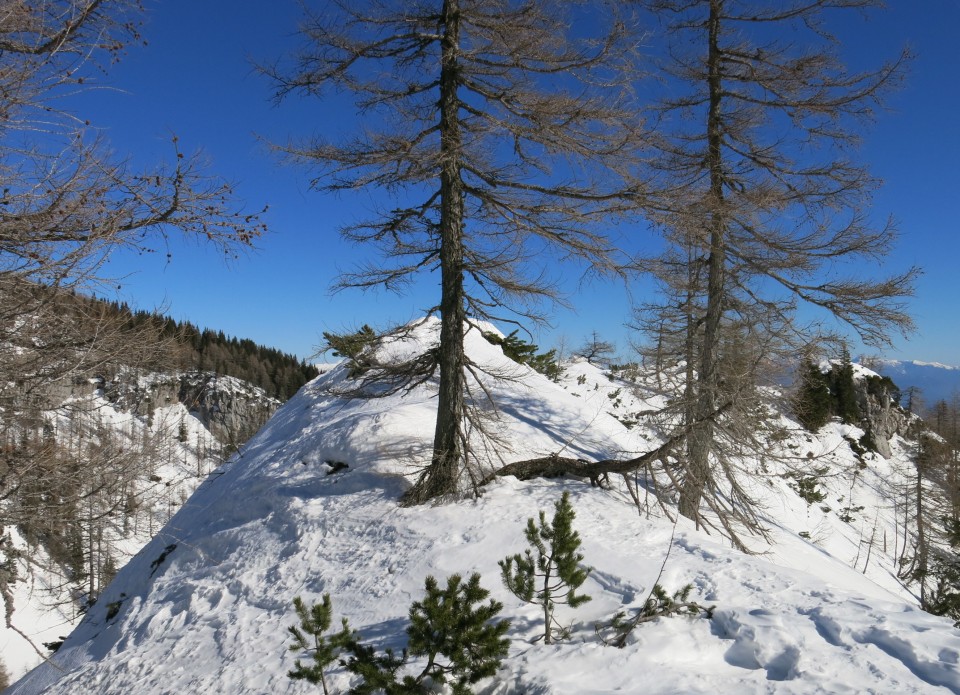 Lipanica 17.02.2019 - foto povečava