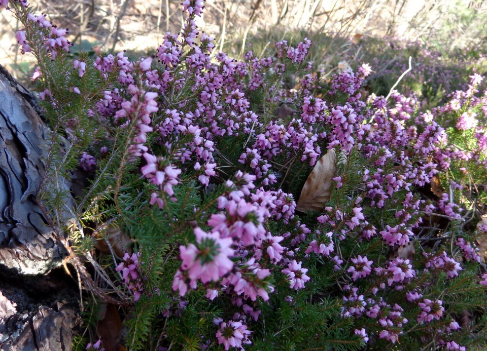 Jetrbenk 30.03.2019 - foto povečava