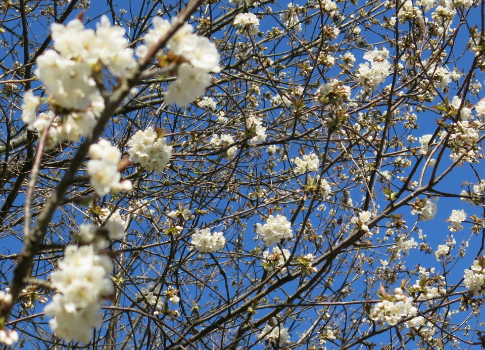 Nanos čez drčo 31.03.2019 - foto povečava