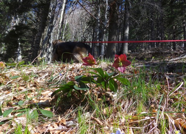 Kališče s Silvo  19.04.2019 - foto