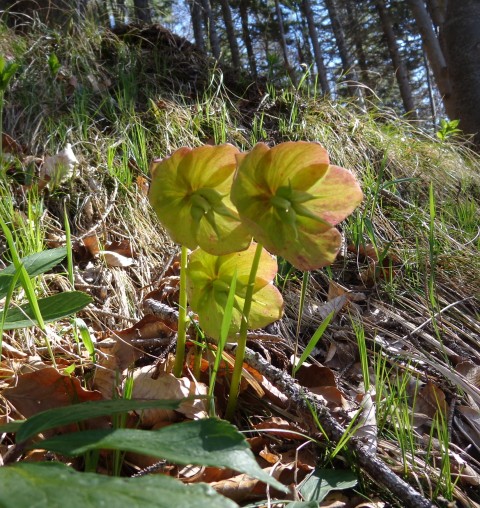 Kališče s Silvo  19.04.2019 - foto