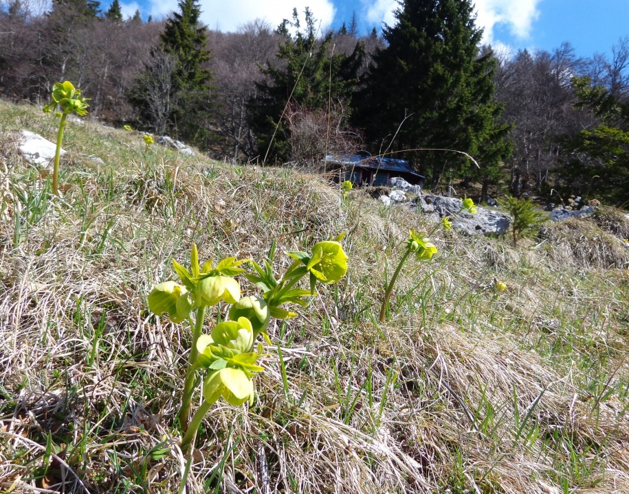 Kališče s Silvo  19.04.2019 - foto povečava