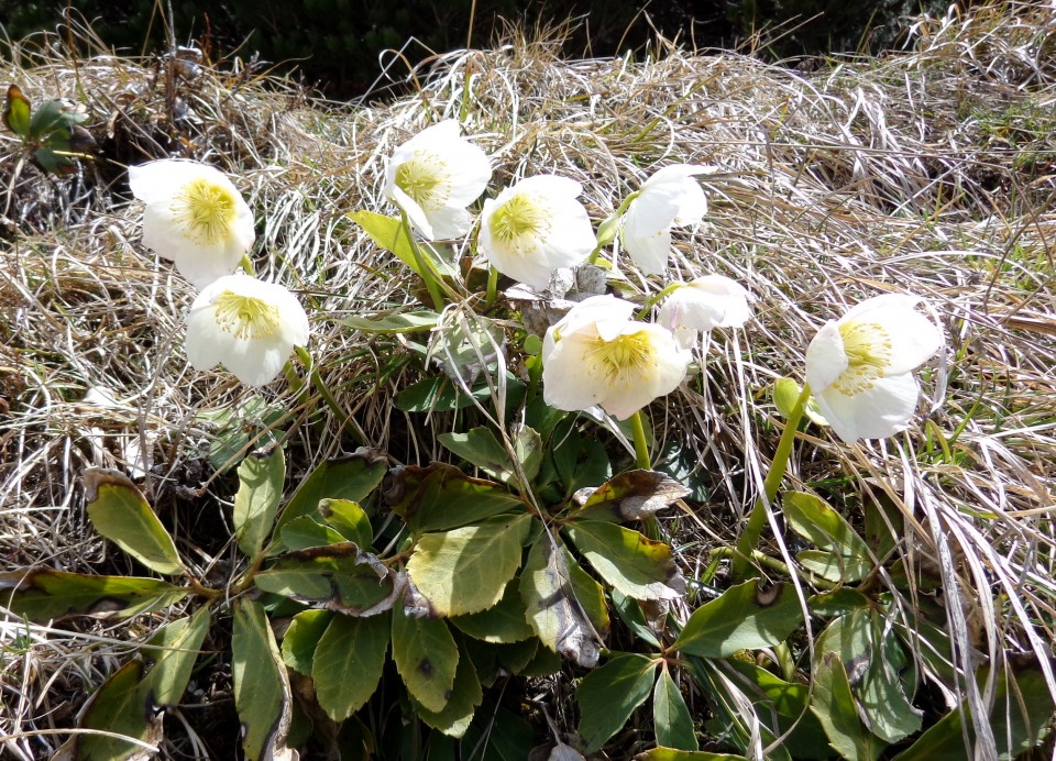 Kališče s Silvo  19.04.2019 - foto povečava