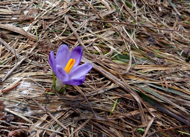 Kališče s Silvo  19.04.2019 - foto