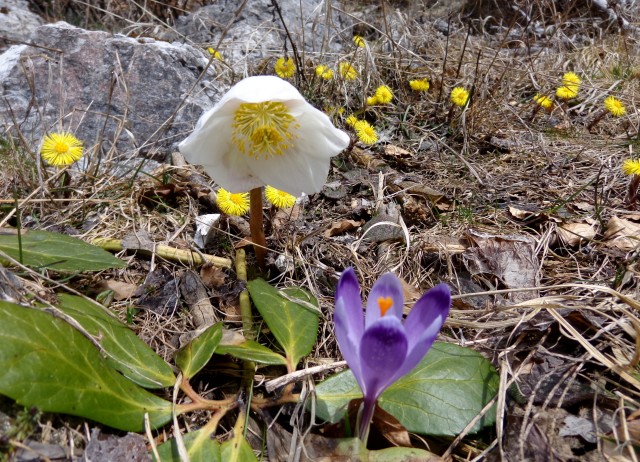 Kališče s Silvo  19.04.2019 - foto