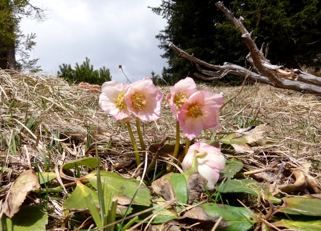 Kališče s Silvo  19.04.2019 - foto