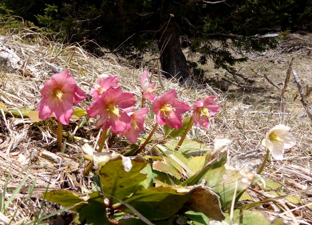 Kališče s Silvo  19.04.2019 - foto