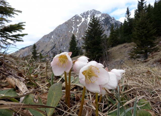 Kališče s Silvo  19.04.2019 - foto