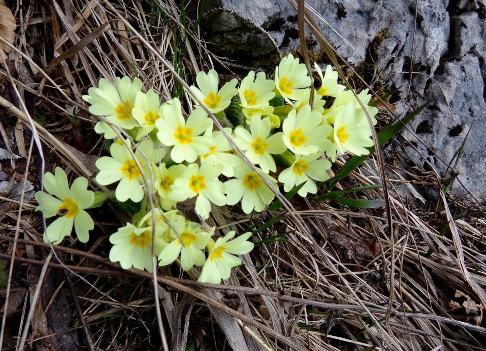 Kališče s Silvo  19.04.2019 - foto povečava